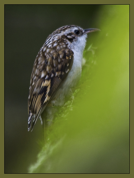 Treecreeper