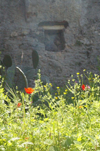 Wild Flowers