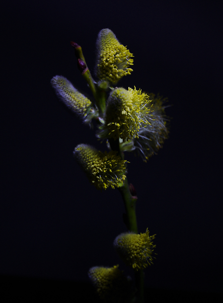 Willow