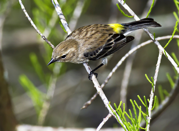 Yellow-rumped Warbler