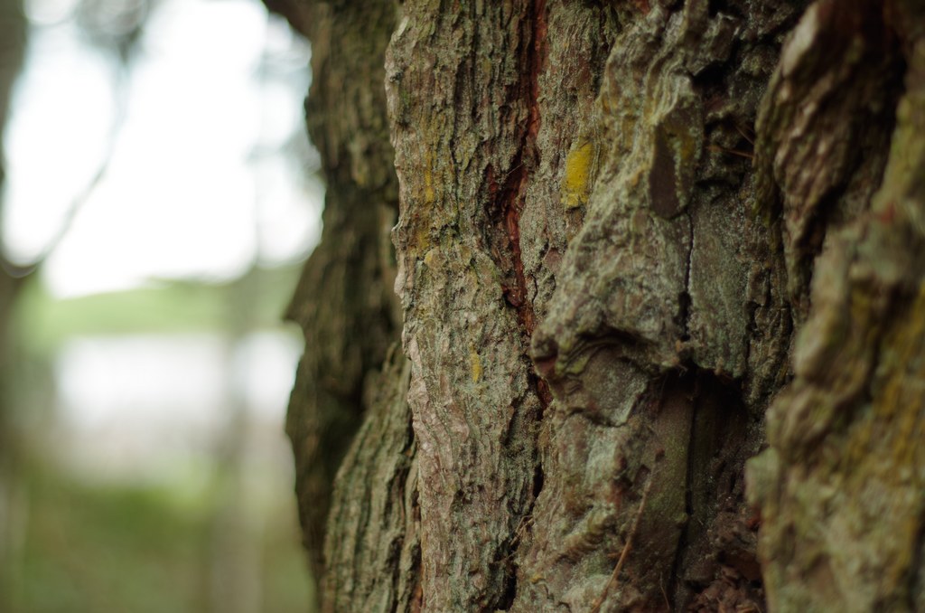 Bark.