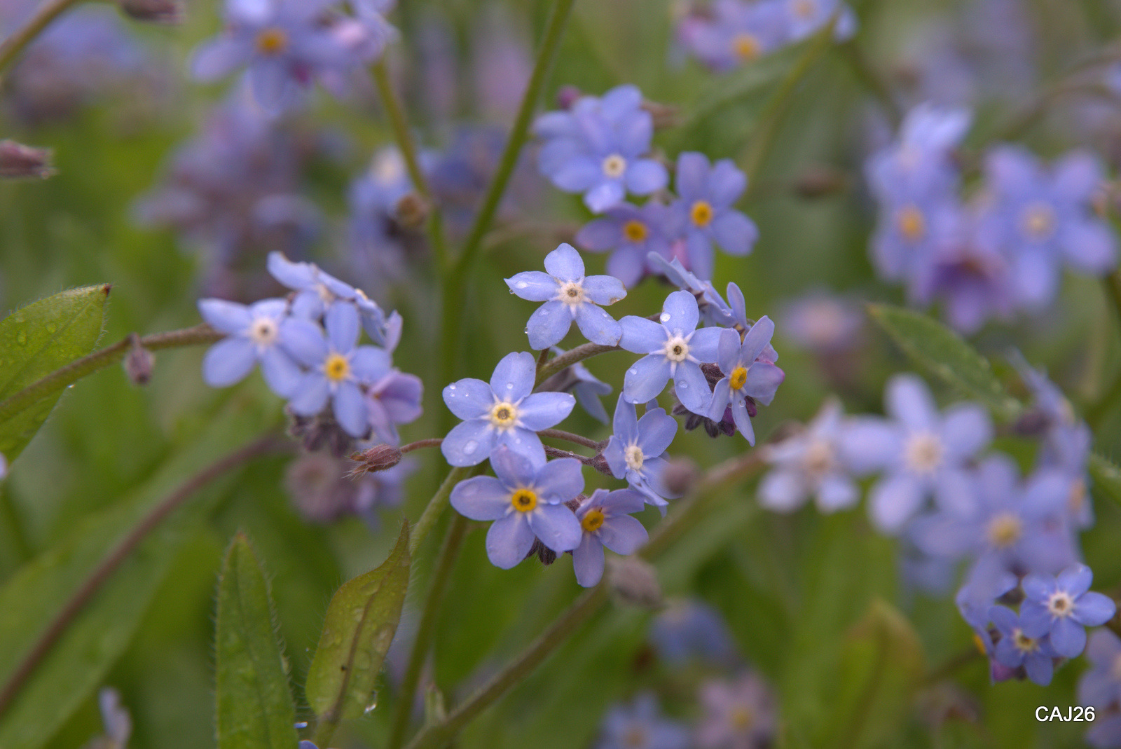 Forget me not...