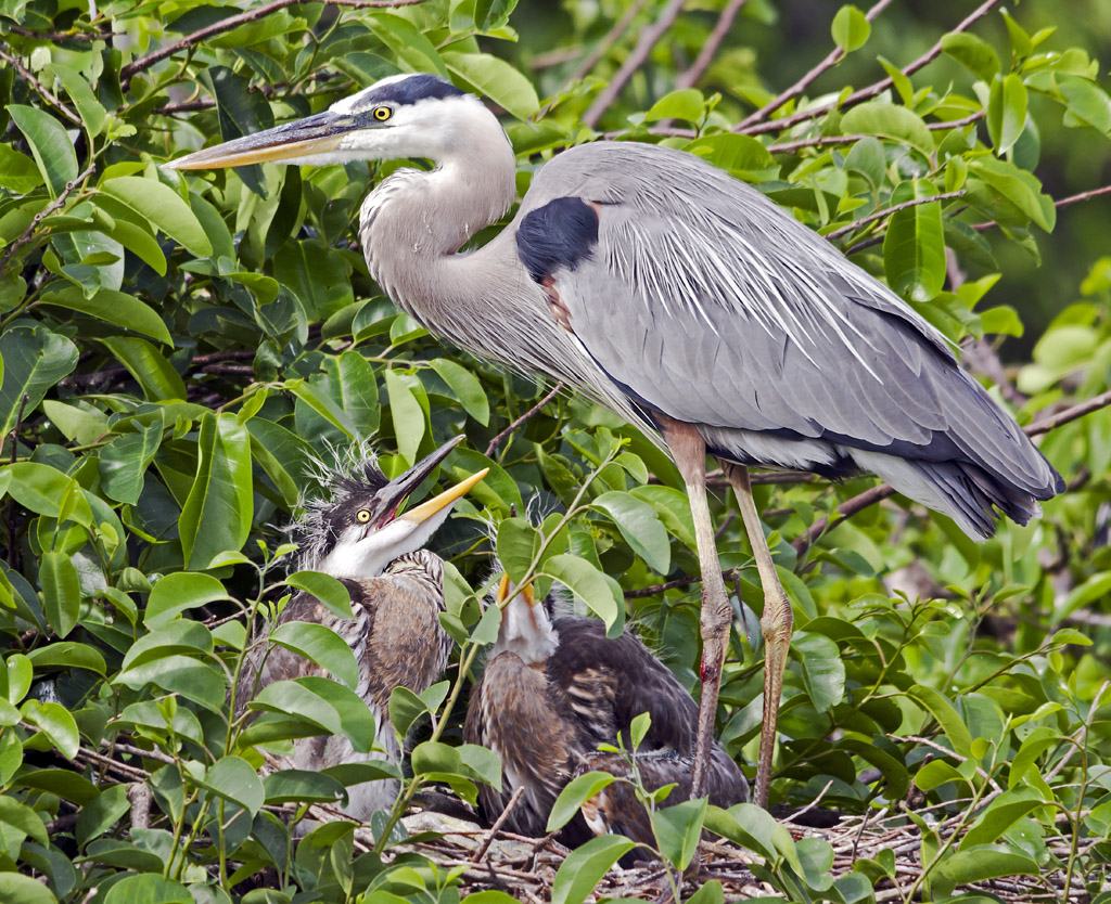 Great Blue Heron and Chicks