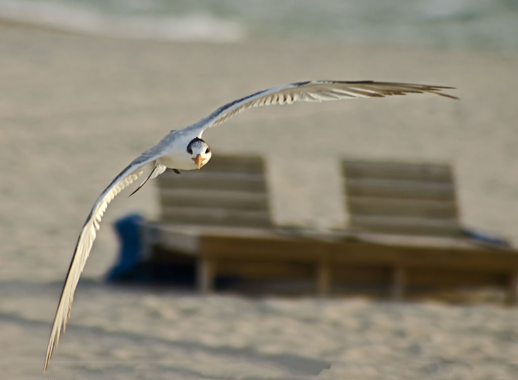 Royal Tern
