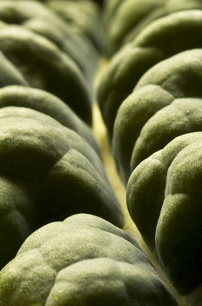 Cabbage leaf
