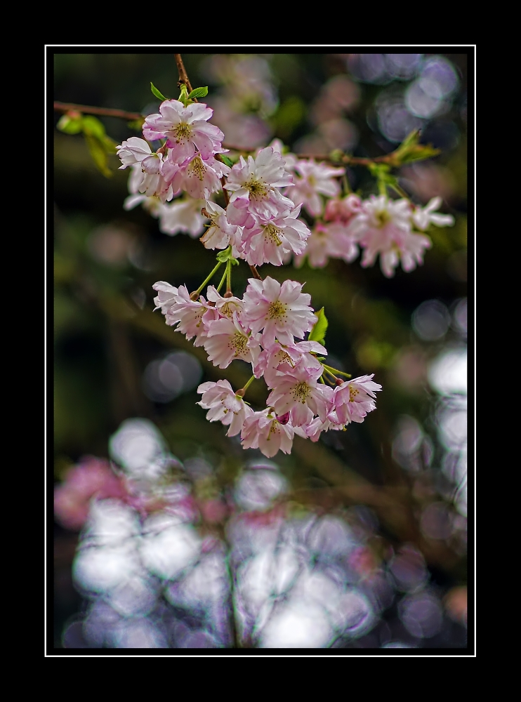 Cherry blossom bokeh.