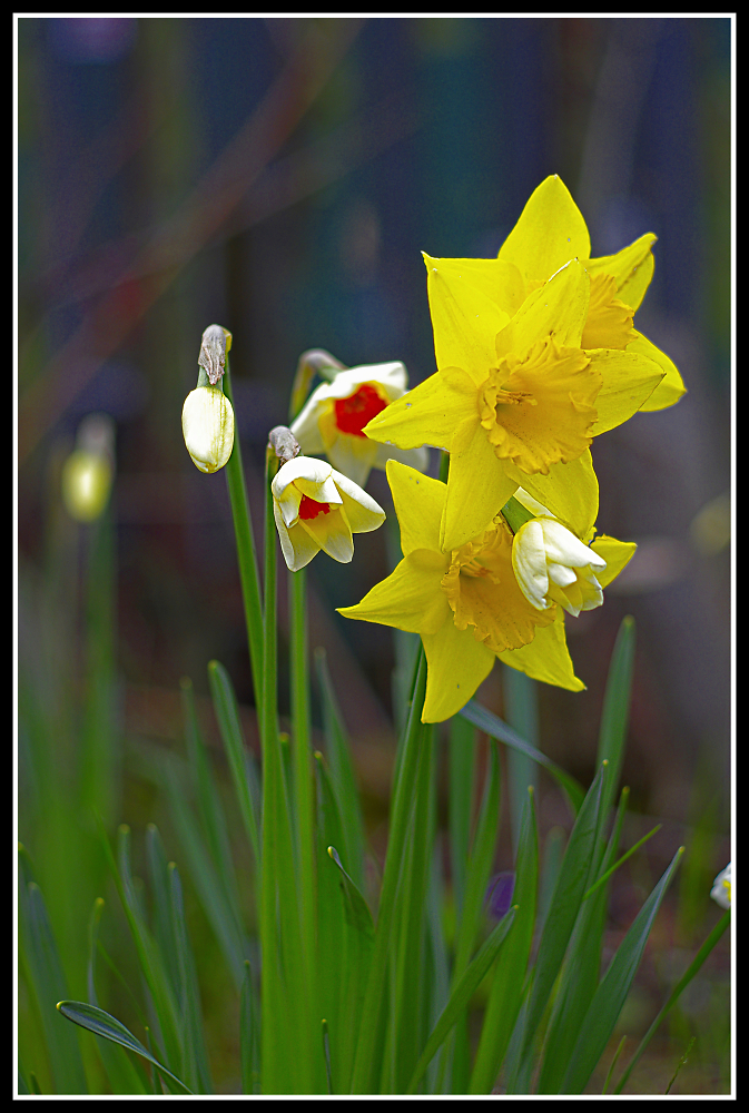 Daffodils.