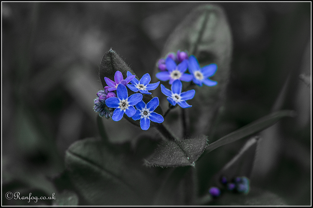 Easter Flower #1