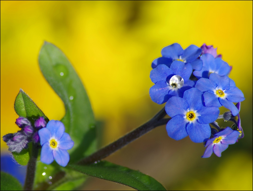 Forget-me-not and droplet