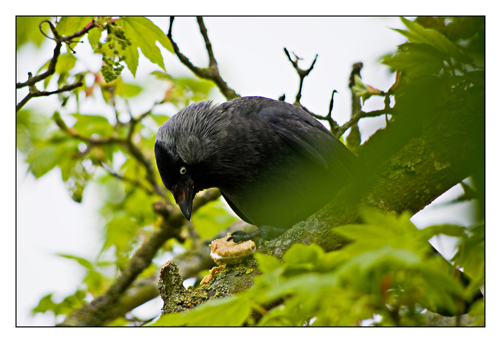 Jackdaw's lunch