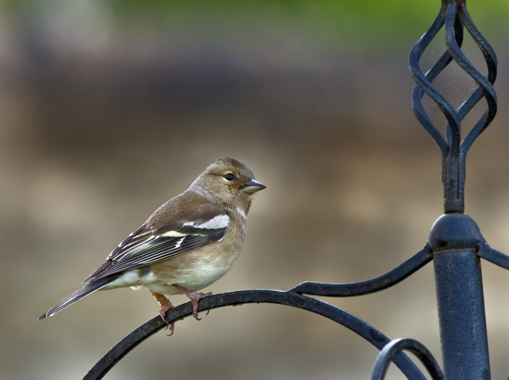 Just a Female Chaffinch