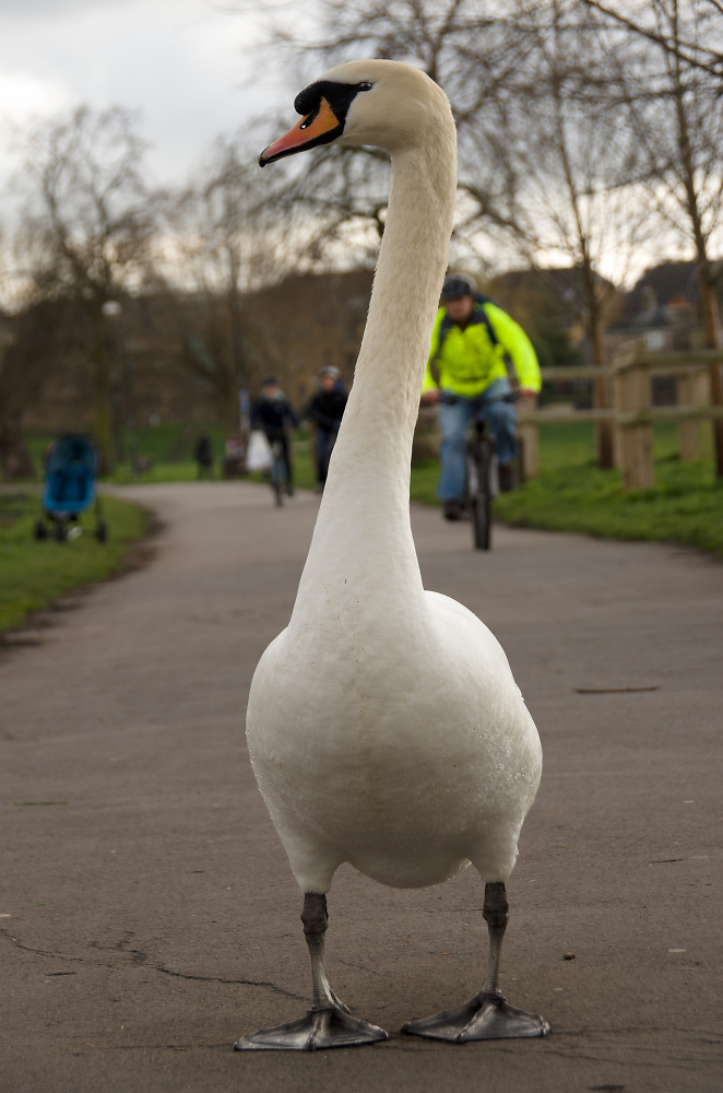 King of the towpath