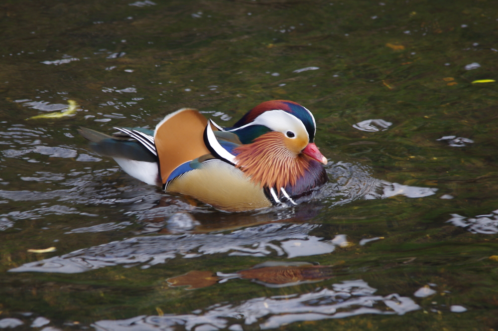Mandarin Duck