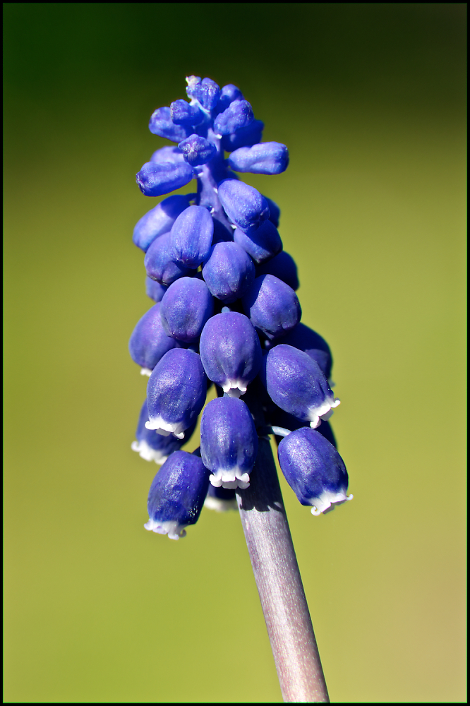 Muscari Botryoides - I think.