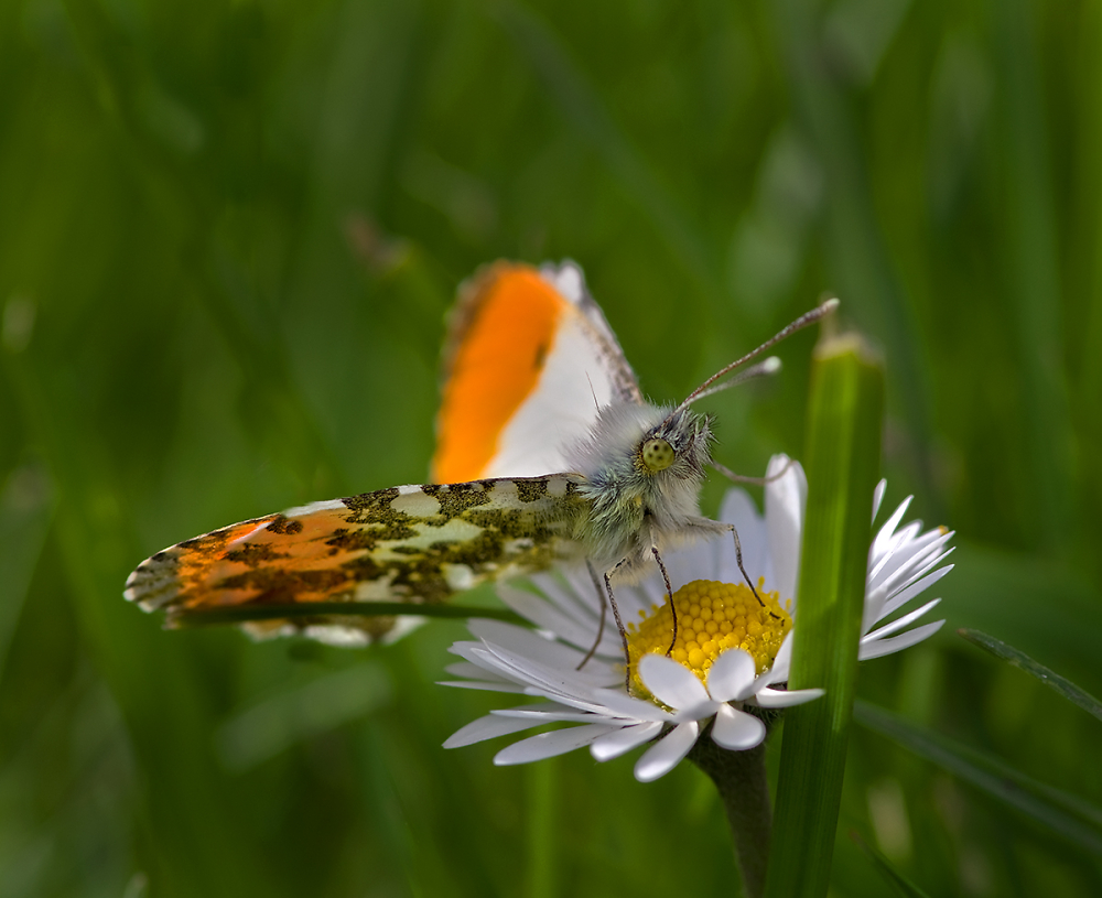 Orange Tip