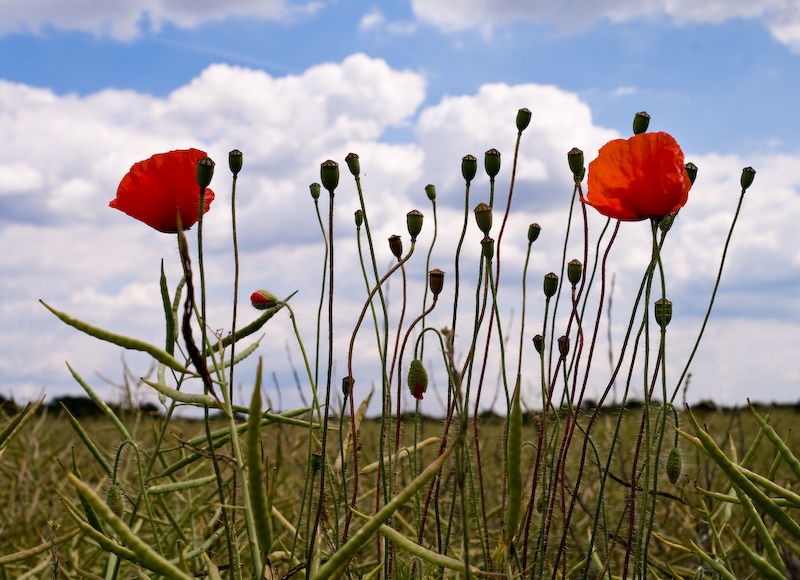 Poppies in an oilseed rape field