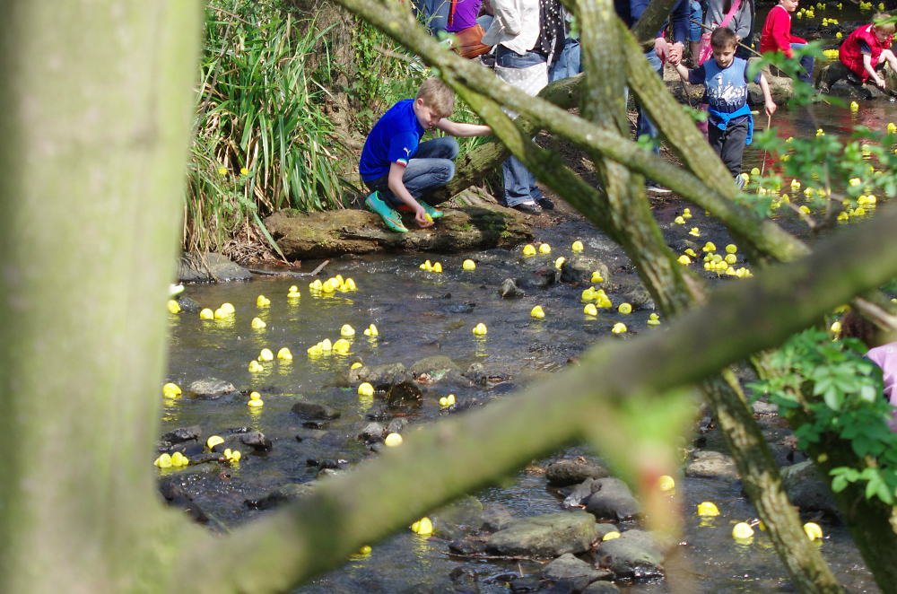 The Duck race
