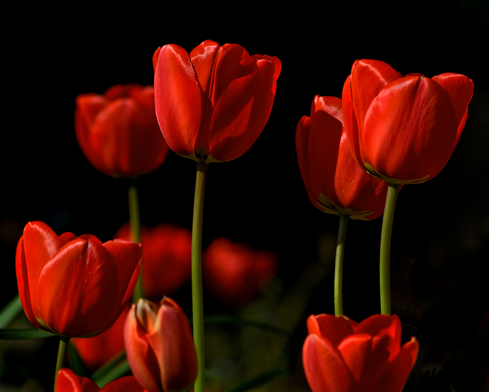 The Essence of Spring