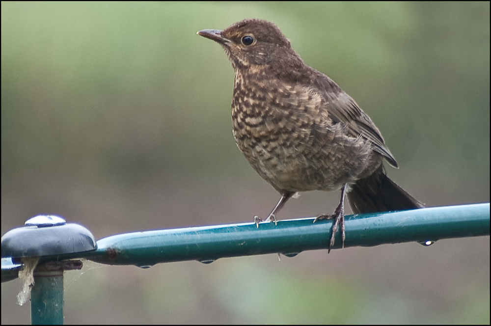 Young Blackbird