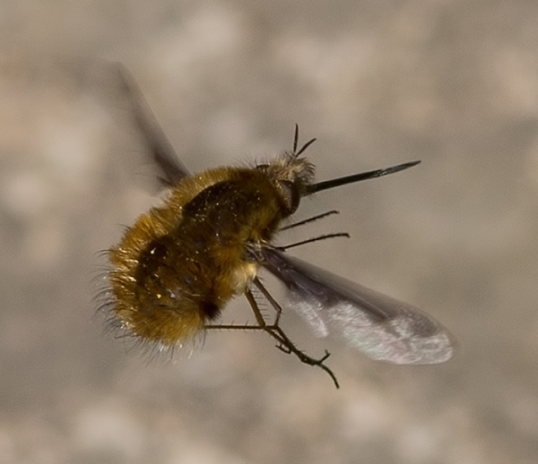ABF