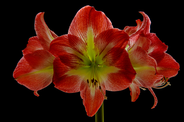 Amaryllis