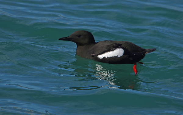 Black Guillemot