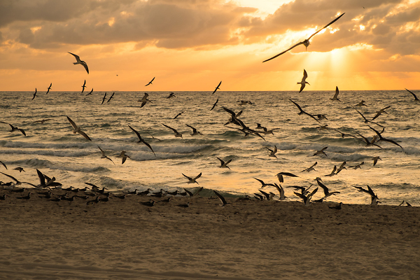 Black Skimmers At Sunrise