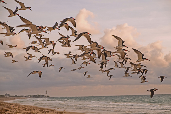 Black Skimmers
