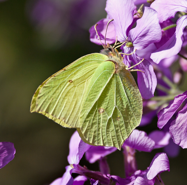 Brimstone