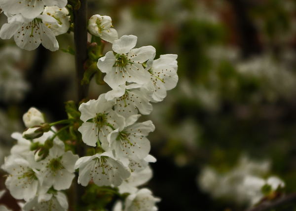 Cherry Blossom