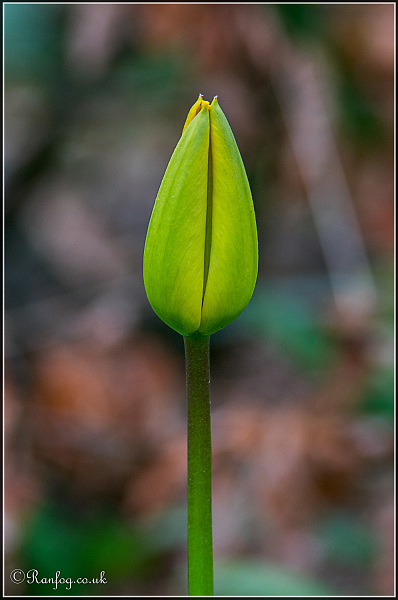 Easter Flower #4
