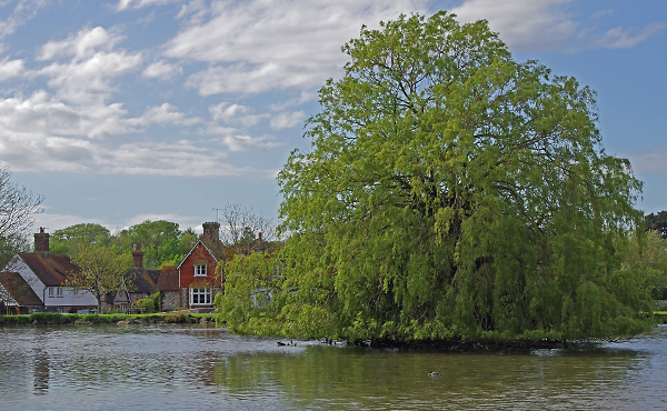 Falmer Pond