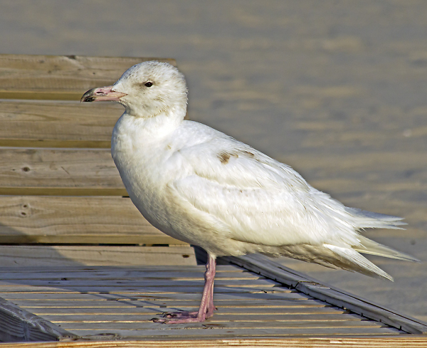 Glaucous Gull
