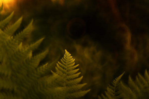 good morning ferns