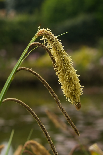 Grass!