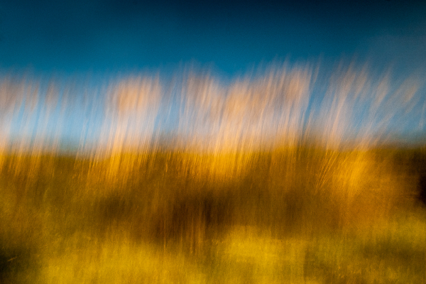 Grass