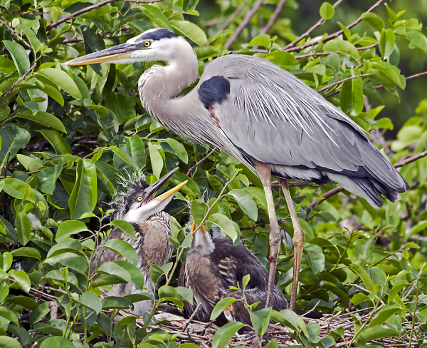 Great Blue Heron and Chicks