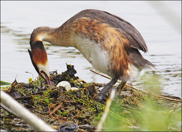 Great Crested Grebe