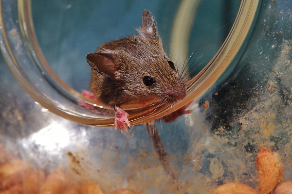 Long tailed Field mouse