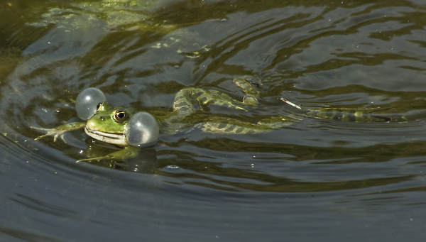 Marsh Frog Calling