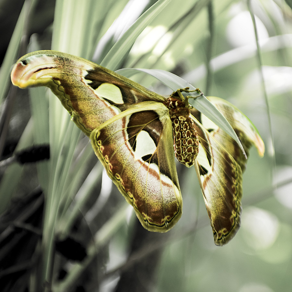 Moth