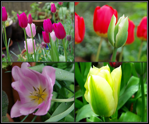 My April Tulips