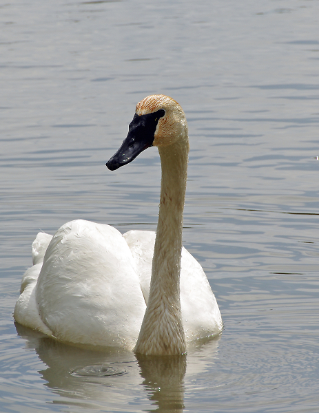 My first Swan photo.