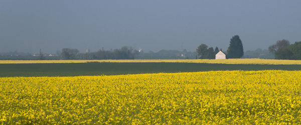 Oilseed, Cambridgeshire