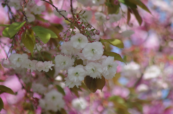 pink and white blossoms