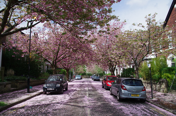 Pink path