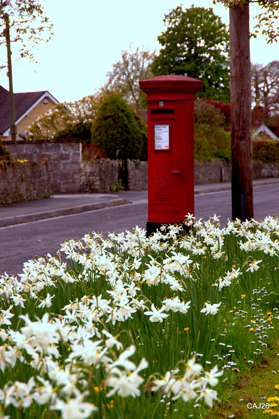 Post amist the daffodills