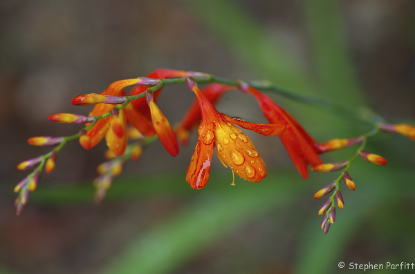 Raindrops on Petals