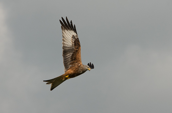 Red Kite