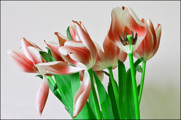 red tulips